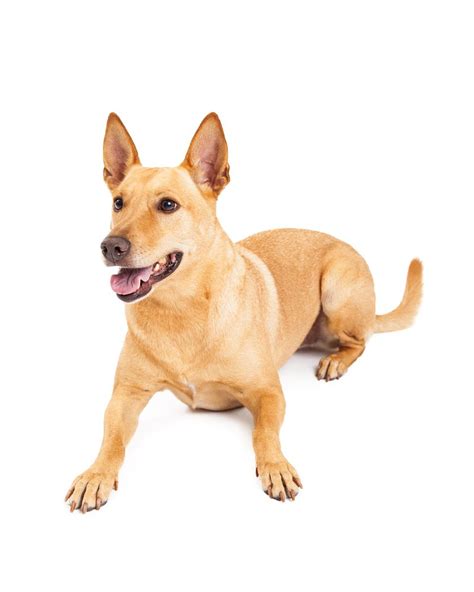 Carolina Dog - Temperament, Lifespan, Shedding, Puppy