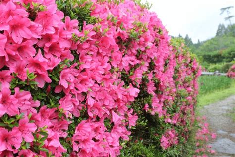 azalea fence images stock   objects vectors shutterstock