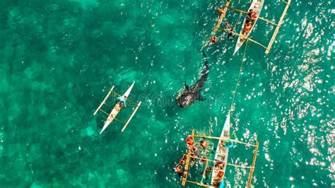 Oslob Whale Shark Watching in Philippines, Cebu Island. Stock Image - Image of wildlife, animal ...