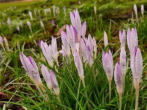de krokus vtv blijdorp