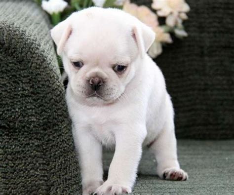 Cute White Pug Puppy Baby Pugs Cute Animals Pug Puppies