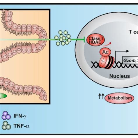 Schematic Overview Of The Molecular Mechanisms Underlying Modulation Of