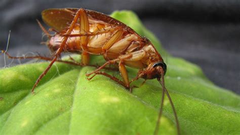 Plantas Para Ahuyentar Cucarachas De Tu Casa Y Evitar Que Se