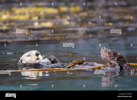 A Northern Sea Otter Enhydra Lutris Kenyonii Floating In A Kelp Bed