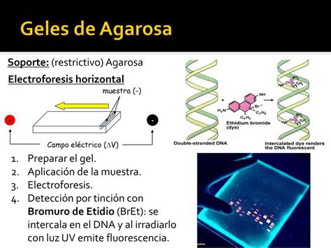 Electroforesis Jos A Card Phd Lab Biol Ppt Descargar