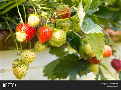 Strawberries Growing Image And Photo Free Trial Bigstock