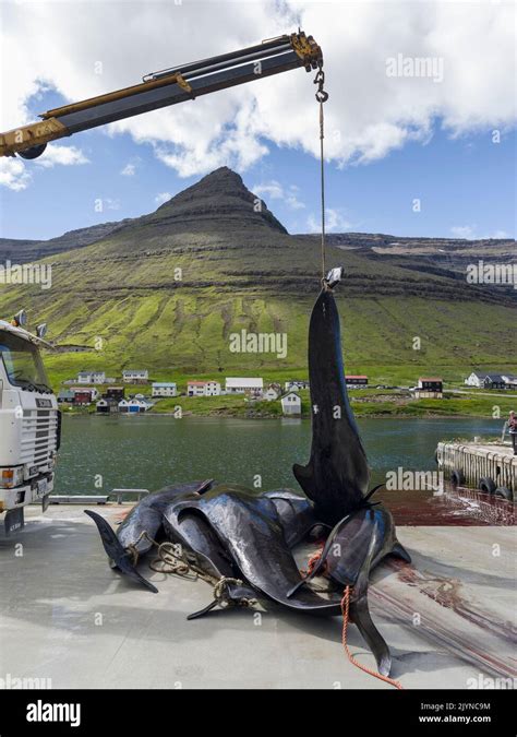 Umstrittene jagd Fotos und Bildmaterial in hoher Auflösung Seite 2