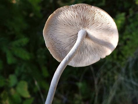 Gymnopus Confluens The Ultimate Mushroom Guide