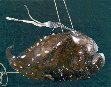 Glibberiger Blobfisch Das ist das hässlichste Tier der Welt FOCUS Online