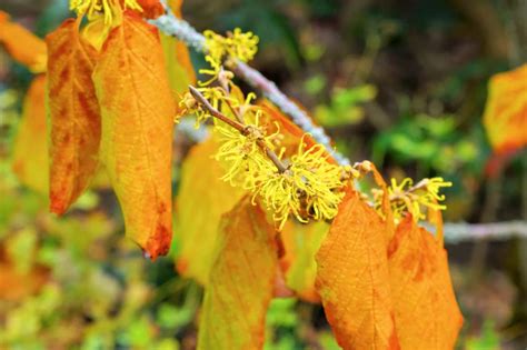 Hamamelis Virginiana Virginia Witch Hazel Common Witch Hazel New