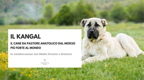 Kangal Il Cane Da Pastore Anatolico Youtube