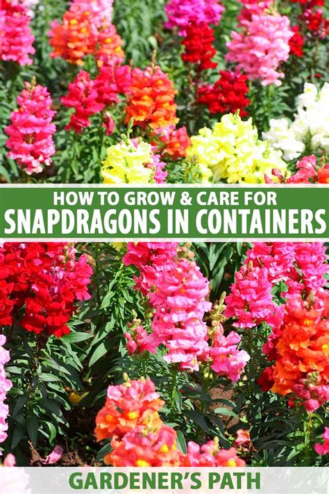 How To Grow Snapdragons In Containers Gardeners Path