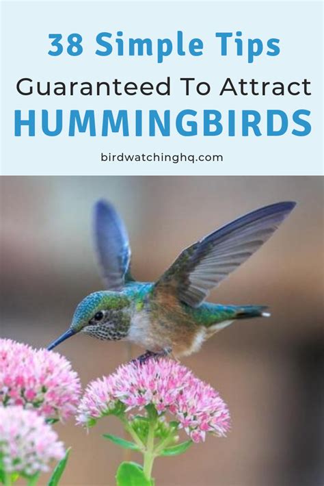 Proven Tips For Attracting Hummingbirds Guide How To