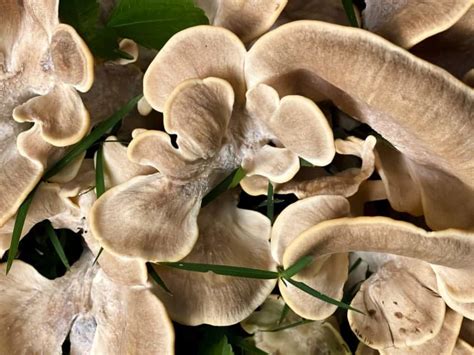 5 Common Mushrooms In South Carolina Star Mushroom Farms