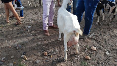 10 FEIRA DE OVELHAS E CABRAS DE CACHOEIRINHA PE DIA 05 03 2020 YouTube