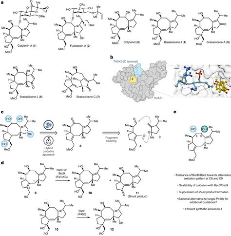 Synthetic chemistry approach yields new compounds with potential ...