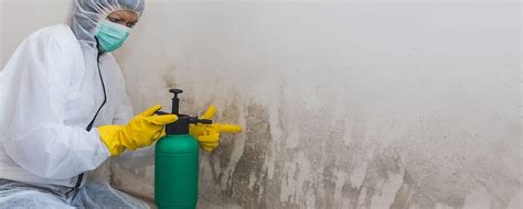 Safeguard Your Home Professional Mould Removal Solutions By Aaa Mould