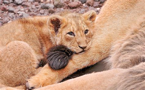 Adorable Lion Cub Wallpaper Animals Wallpaper Better