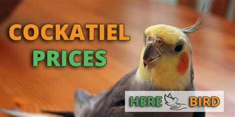 Cockatiel Prices How Much Are Coaktiels Going To Cost You