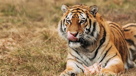 India News | Uttar Pradesh: Tiger Dies at Katarniaghat Wildlife ...