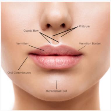 How Much Do Lip Fillers Cost Smokers Lips