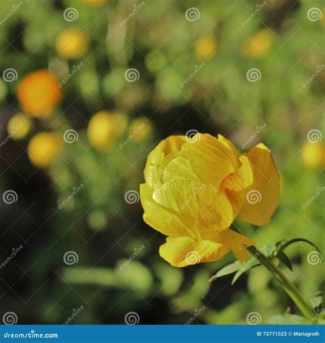 Globeflower stock image. Image of discount, ball, line - 73771523