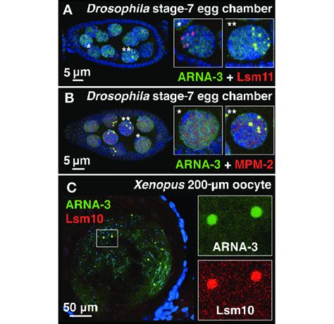 Rna Pol Ii In The Hlb Of Drosophila And Xenopus A Mid Stage Download Scientific Diagram