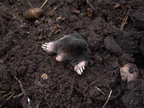 Animal Que Vive Sob A Terra - Animais que vivem debaixo da terra