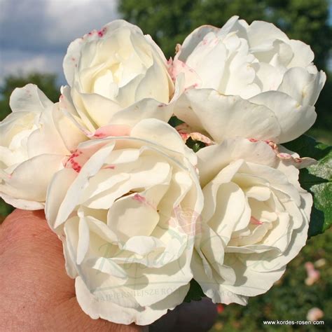 Róża Weisse Wolke® | RosaĆwik