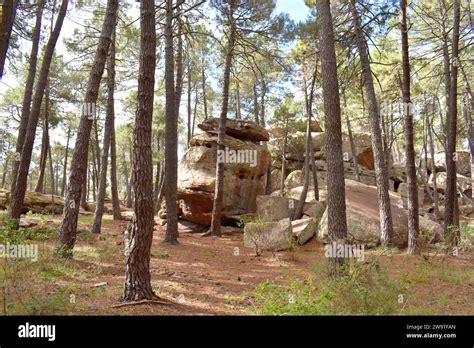 Paisaje Protegido De Los Bosques De Pino De Rodeno Formado Por Pinastro