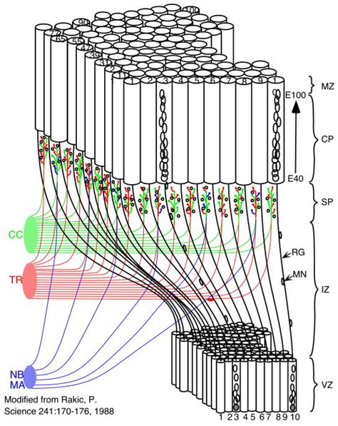 Evolution Of The Neocortex Perspective From Developmental Biology Pmc