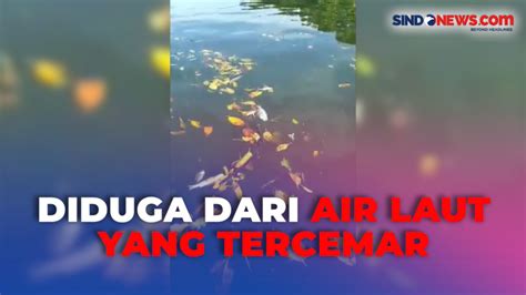 Puluhan Ikan Ditemukan Mati Mendadak Akibat Air Muara Sungai Marana Di