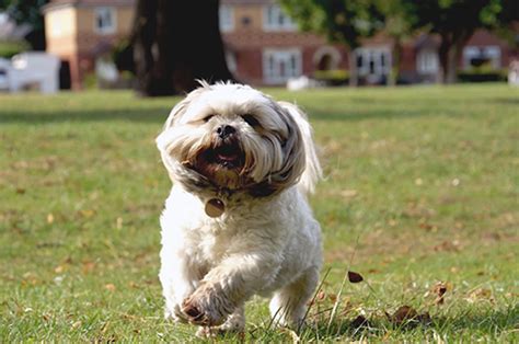 Shih Tzu Breed Standard: According to The AKC | AKC Shih Tzu Standard