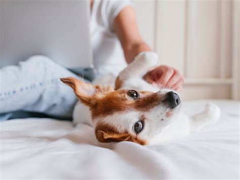 How A Pet Can Help You Master Mindfulness Best Health Canada