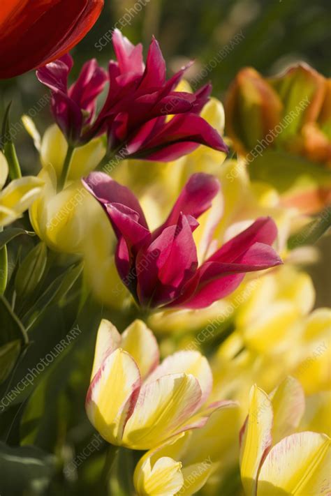 Tulipa Antoinette And Tulipa Mariette Flowers Stock Image C058