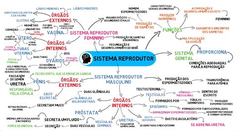 Mapa Mental Sistema Reprodutor Mergulhe No Divertimento Das Cartas