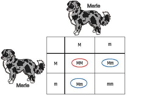 Dog Coat Colour Genetics