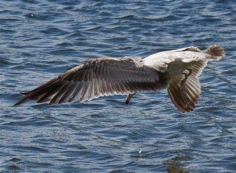 gull wing gull wings bird photography animals photograph animales