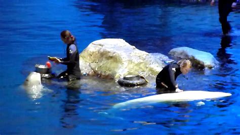 Beluga Whales Shedd Aquarium Chicago 05 02 2014 Youtube