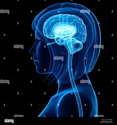 Brain Anatomy Hi Res Stock Photography And Images Alamy