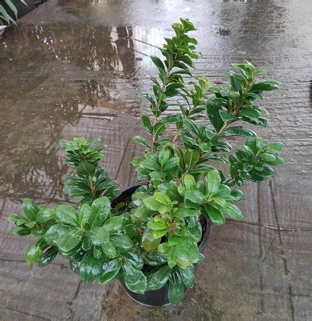 Ficus Microcarpa