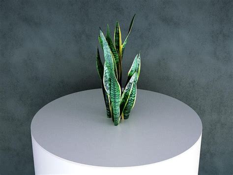 Artstation Grass Groundcover Sansevieria Dracaena Trifasciata