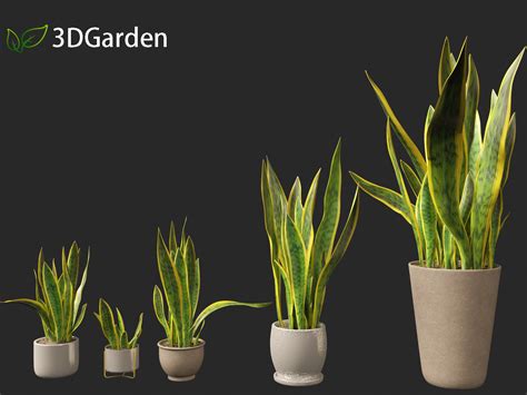how to propagate sansevieria plants 2