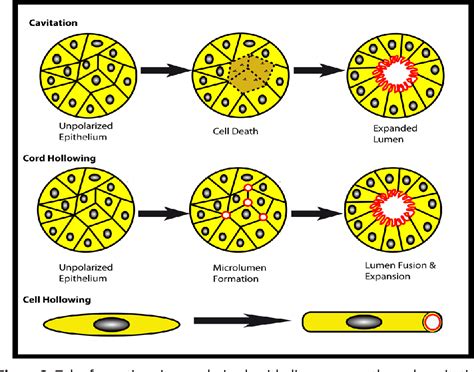 Figure 2 From Cdc42 And Rac1 In Pancreatic Tubulogenesis And Islet Formation Semantic Scholar