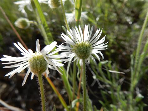 Erigeron Pumilus Similar To Erigeron Ochroleucus With Whic Flickr