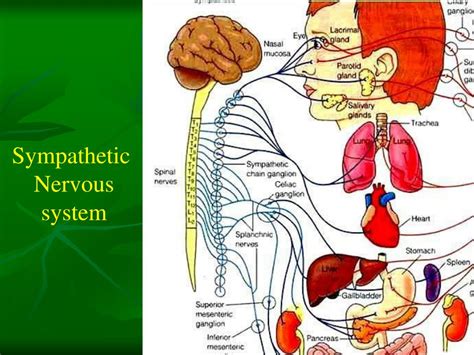 Ppt Autonomic Nervous System Powerpoint Presentation Free Download