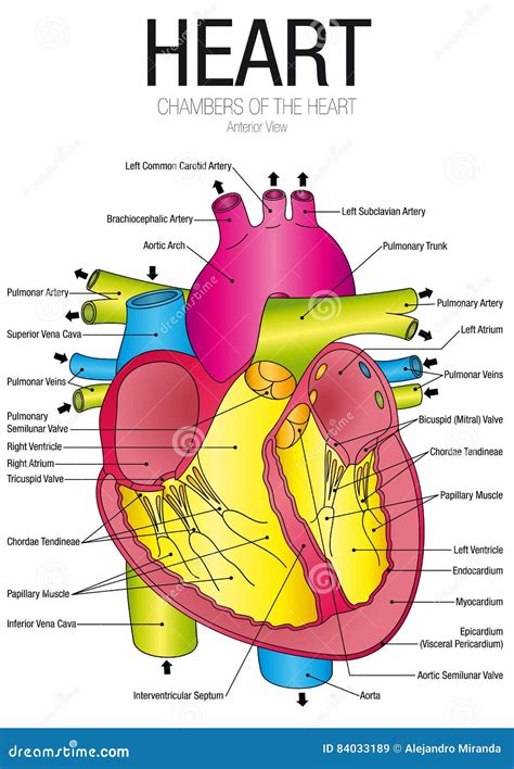 Chart Of HEART Anterior View With Parts Name Stock Vector