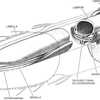 3 External anatomy of mosquito larvae, dorsal view, with anal segment ...