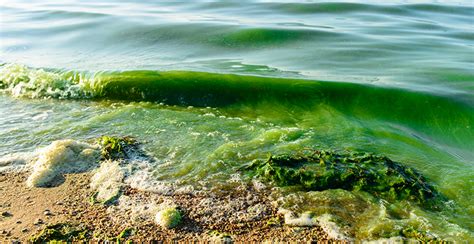 Understanding Blue Green Algae Kinetico Resource Center