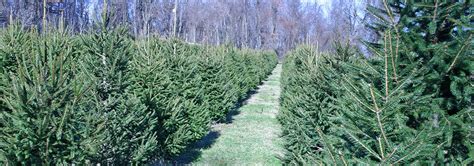 Deco Sapins Production Et Vente De Sapins De No L En Alsace Lorraine